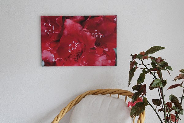 Bild Foto auf Leinwand rote Blume 60x40 Rhododendron 2